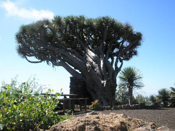 Mirador de los Dragos